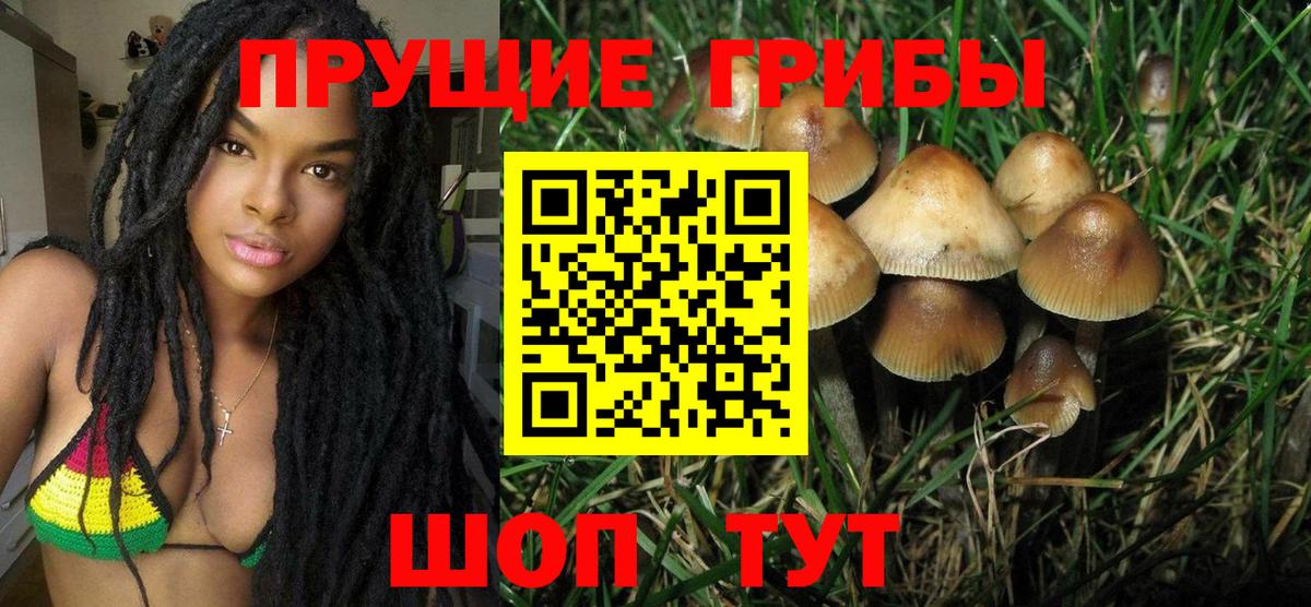 Галлюциногенные грибы Psilocybe Камышин