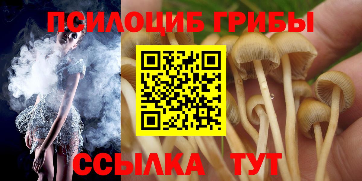 Камышин  Псилоцибиновые грибы Psilocybine cubensis  Вход с VPN 